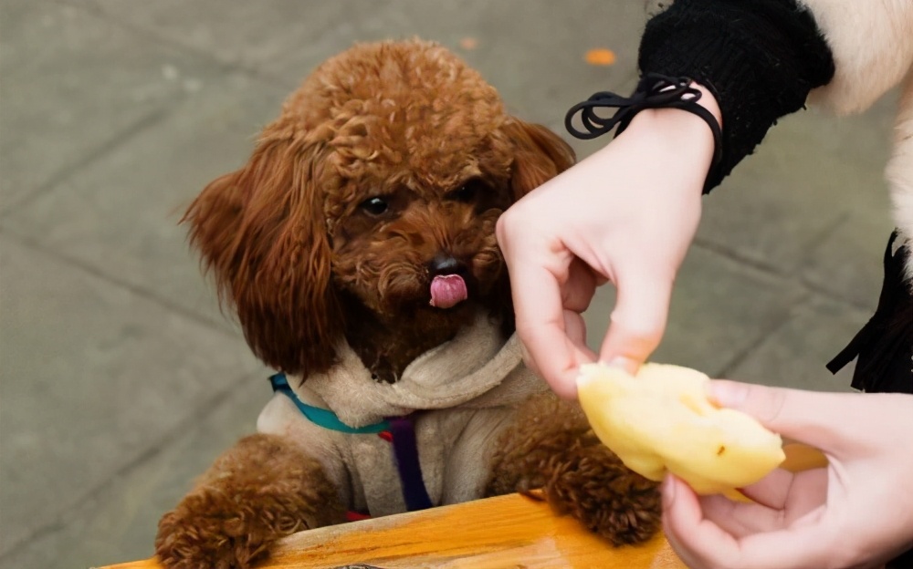 选购泰迪犬，800元的和2000元的差别在哪？