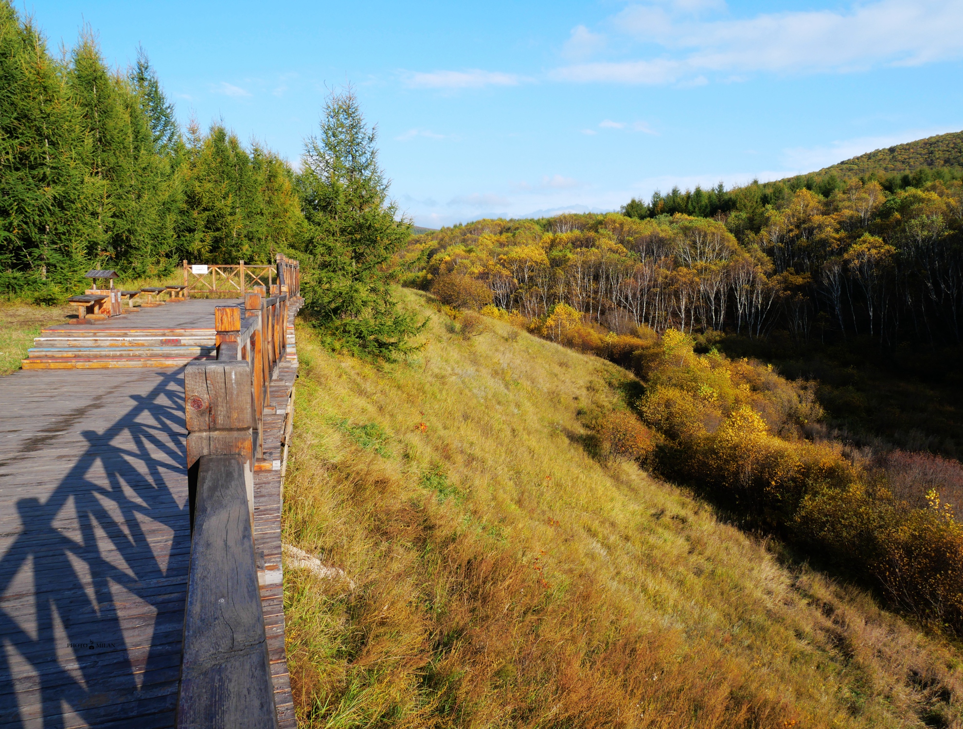 北京自驾4个小时,去承德坝上七彩森林,这里的秋天太美了