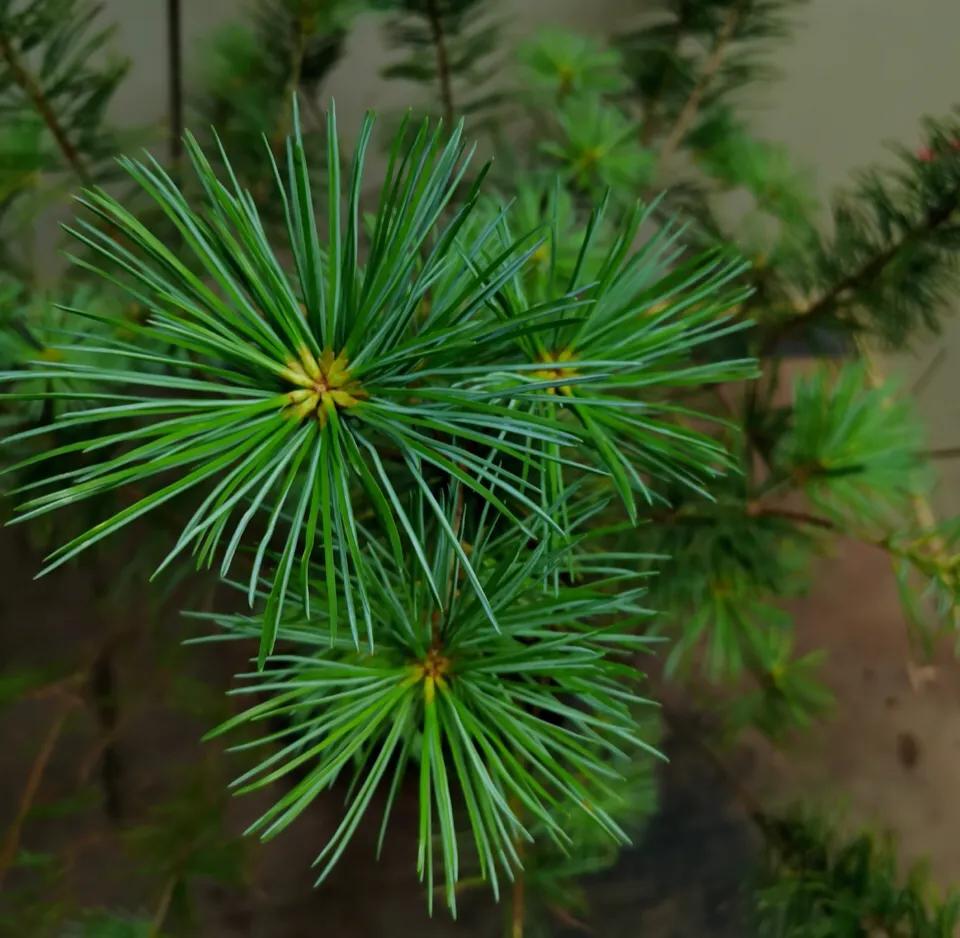 松树的种类和图解(松树的种类和图解大全)