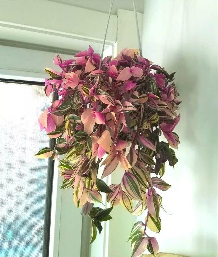 油画吊兰喜阴还是喜阳2种耐阴花摆家里有格调
