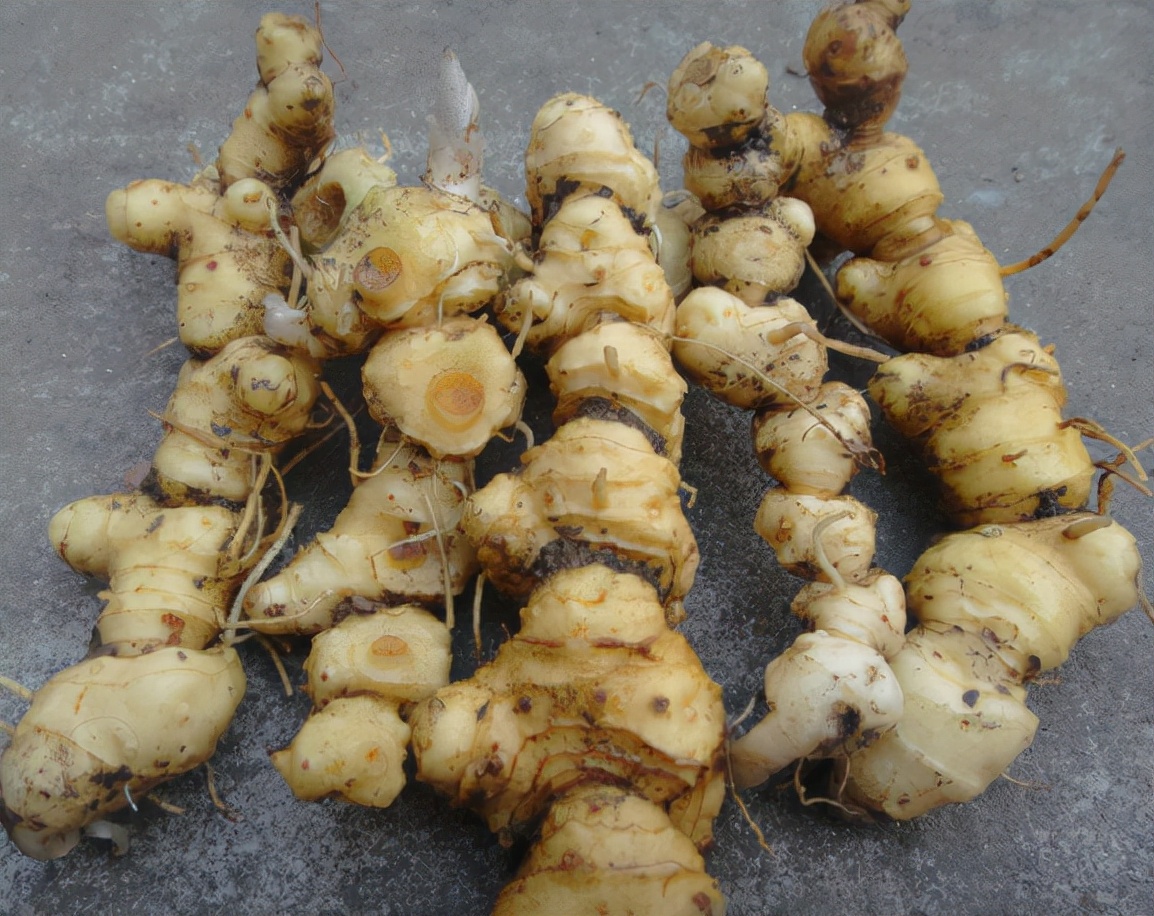 野生山姜图片(俗称) - 赤虎壹号