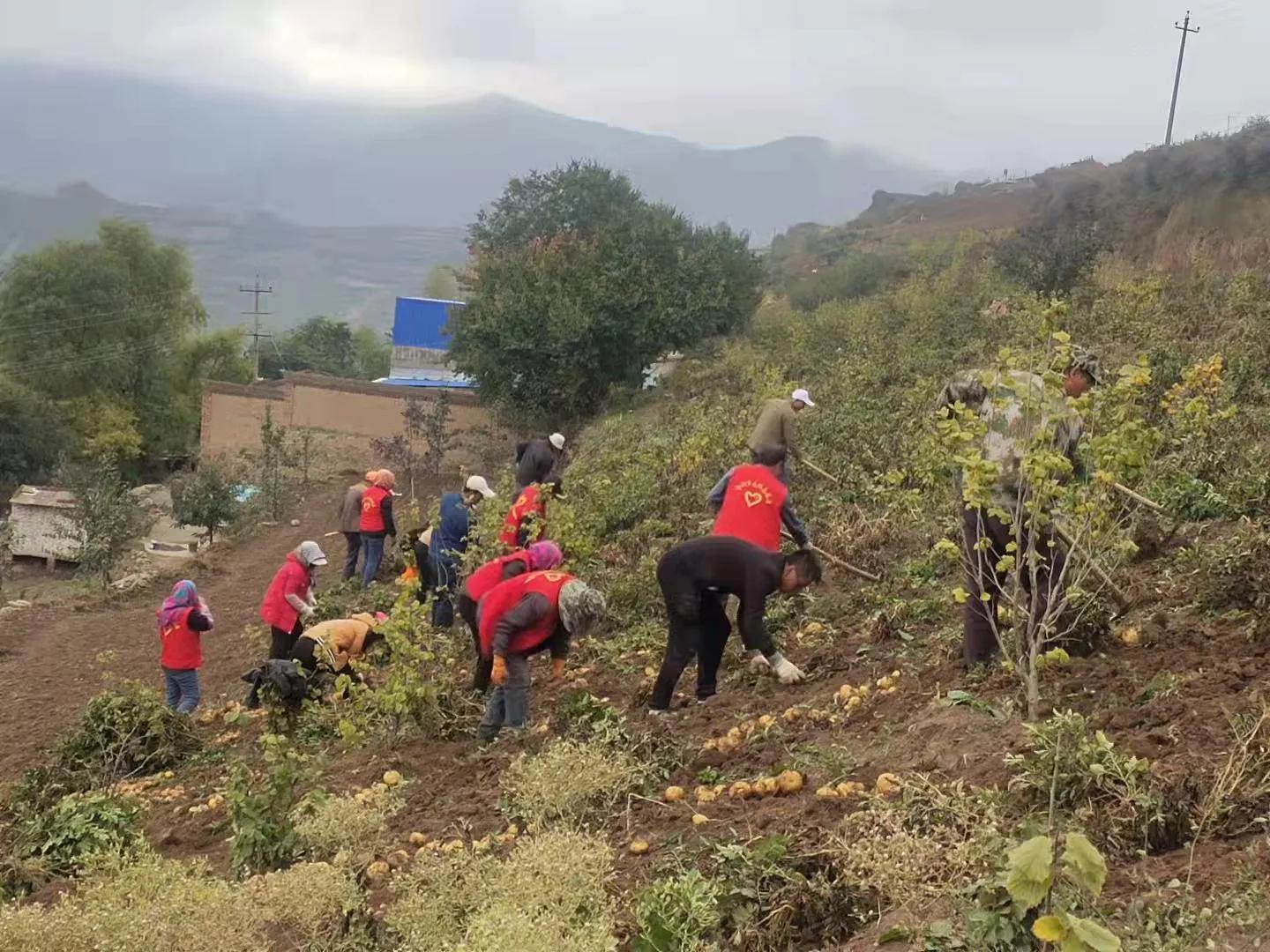 西固区金沟乡熊子湾村：“薯”你最美 学史力行助振兴