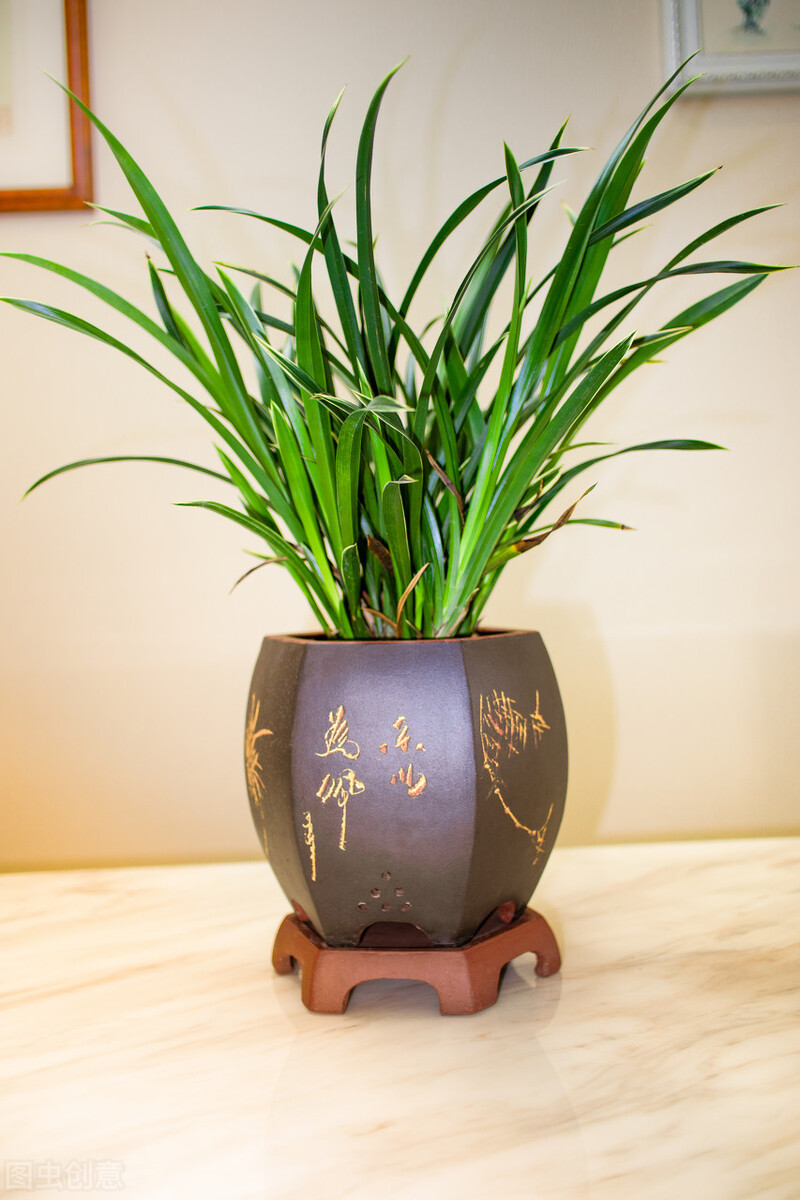 6种能养10+年的长寿植物,颜值高好养护,既能观叶又可赏花