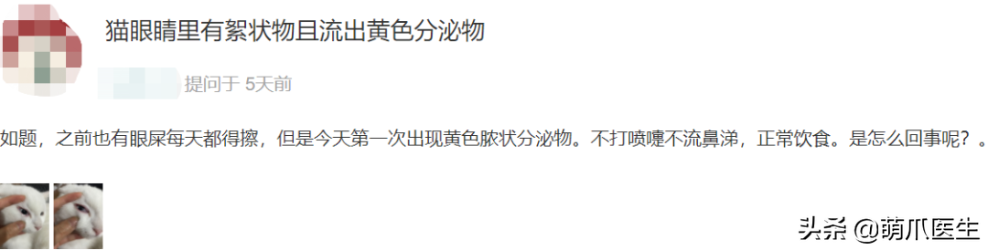 猫咪眼部分泌物不容忽视！预防眼部疾病，清洁和健康饮食很重要
