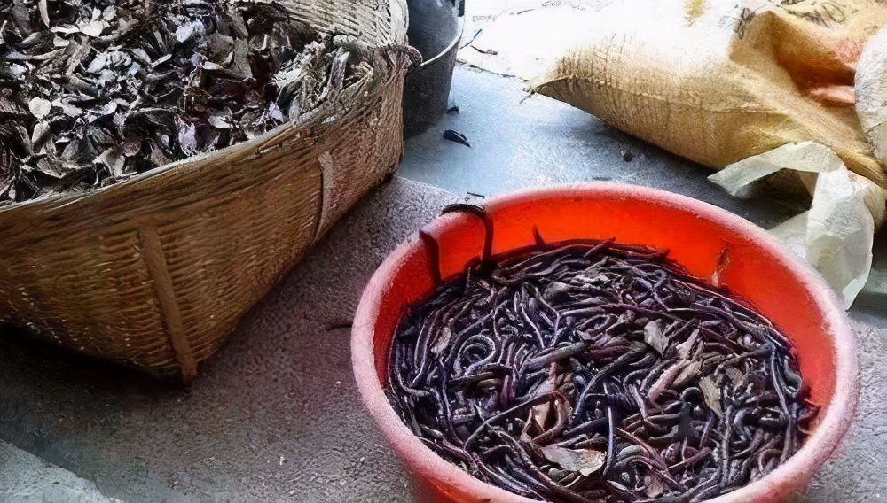 "电蚯蚓"一次捕获上百斤,暴利下藏着怎样的隐忧?