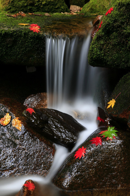 每日一词《桂枝香》赏析