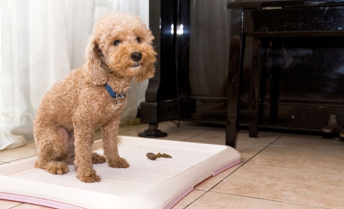 怎样训练狗狗去厕所大小便？6个要点，新手主人也能学会