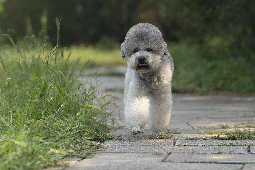 常见的中、小型宠物犬，大概多少钱一只？