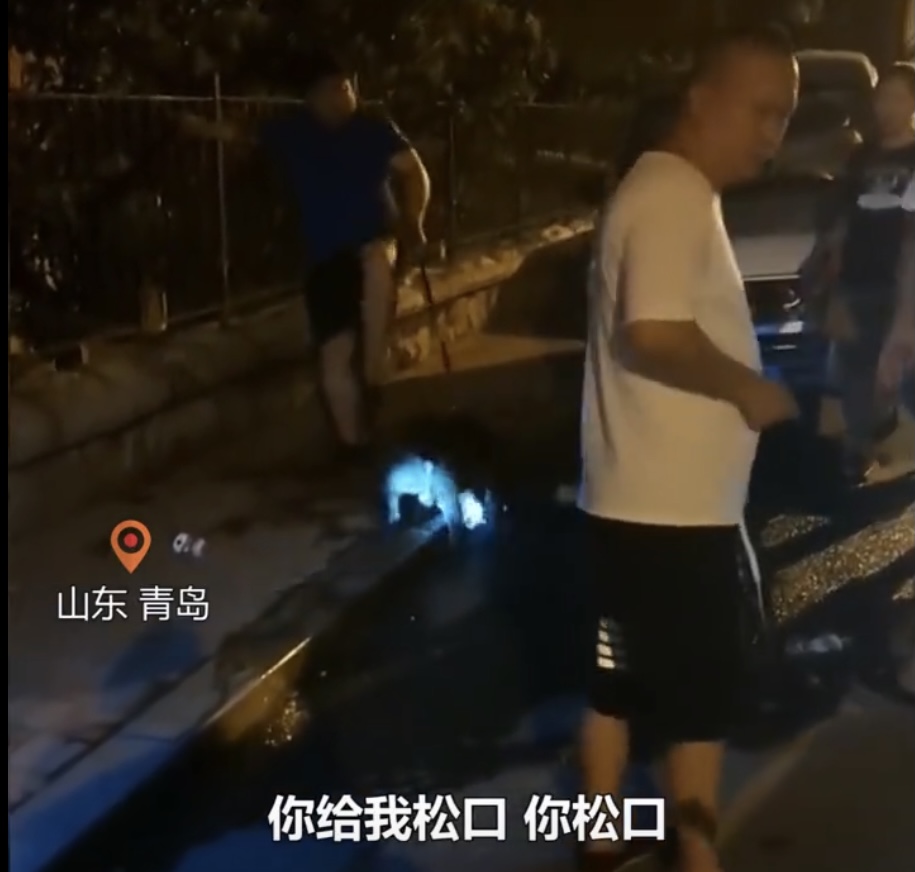 遛狗不牵绳！湖南一小狗惨被金毛撕咬，小狗为什么喜欢挑衅大狗？