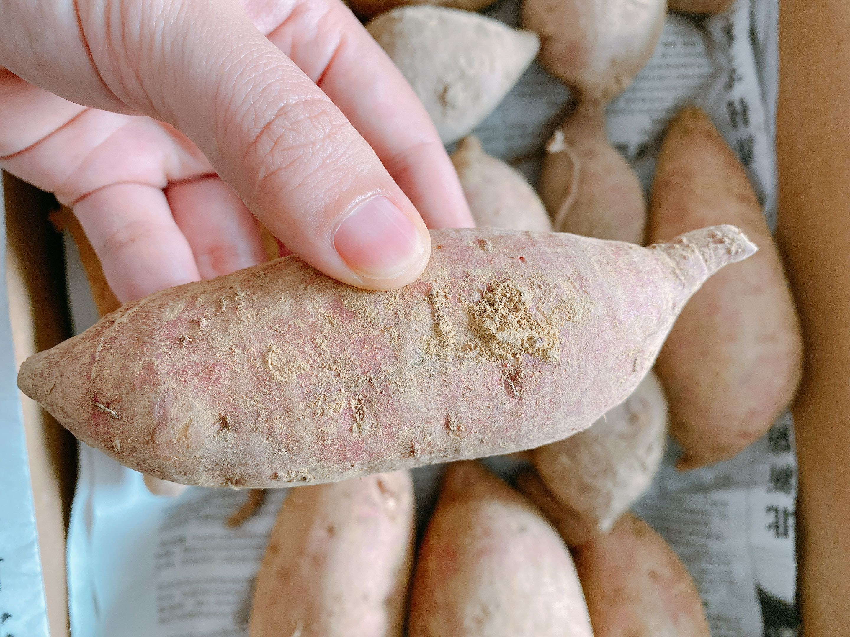 红薯的季节到了，教你长时间的保存方法，不发芽不变质，越放越甜