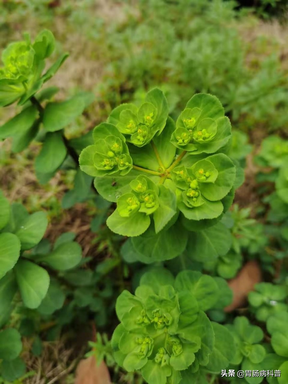 猫眼草,一种有毒也有用的草药