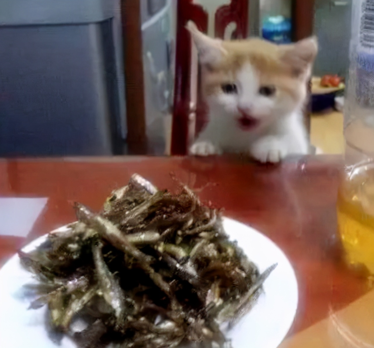 野猫吃什么食物（这10样食物小猫看到都会流口水）