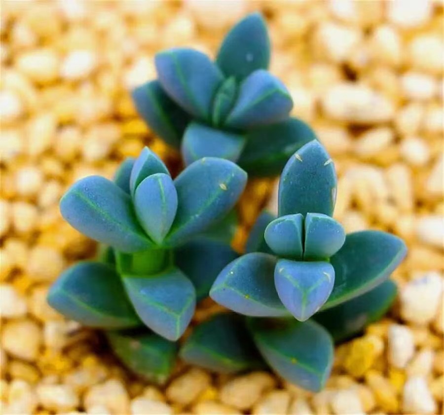 养多肉植物鹿角海棠,日常打理抓住这4点,好养易活