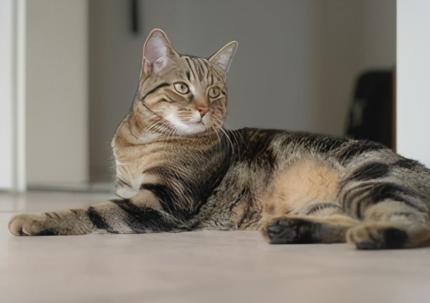 猫咪寿命排行榜，最长的猫可以活20年，你家猫上榜了吗？