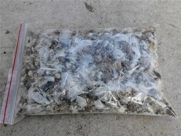 这12种花快施肥，根壮叶绿，还能提早开花