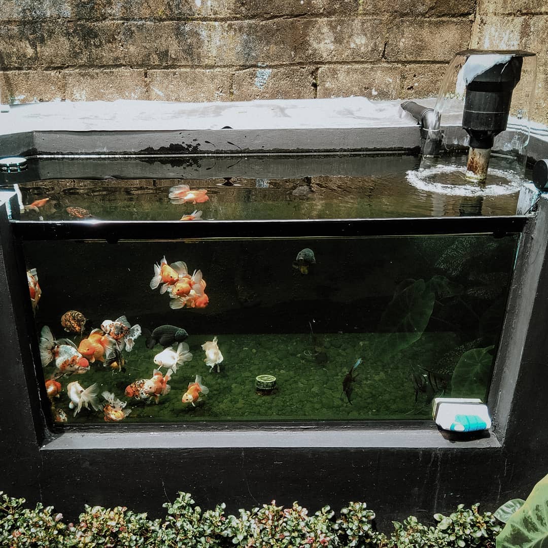 还可以俯视观赏,所以,除了常用的玻璃鱼缸外,用来养金鱼的还有木盆