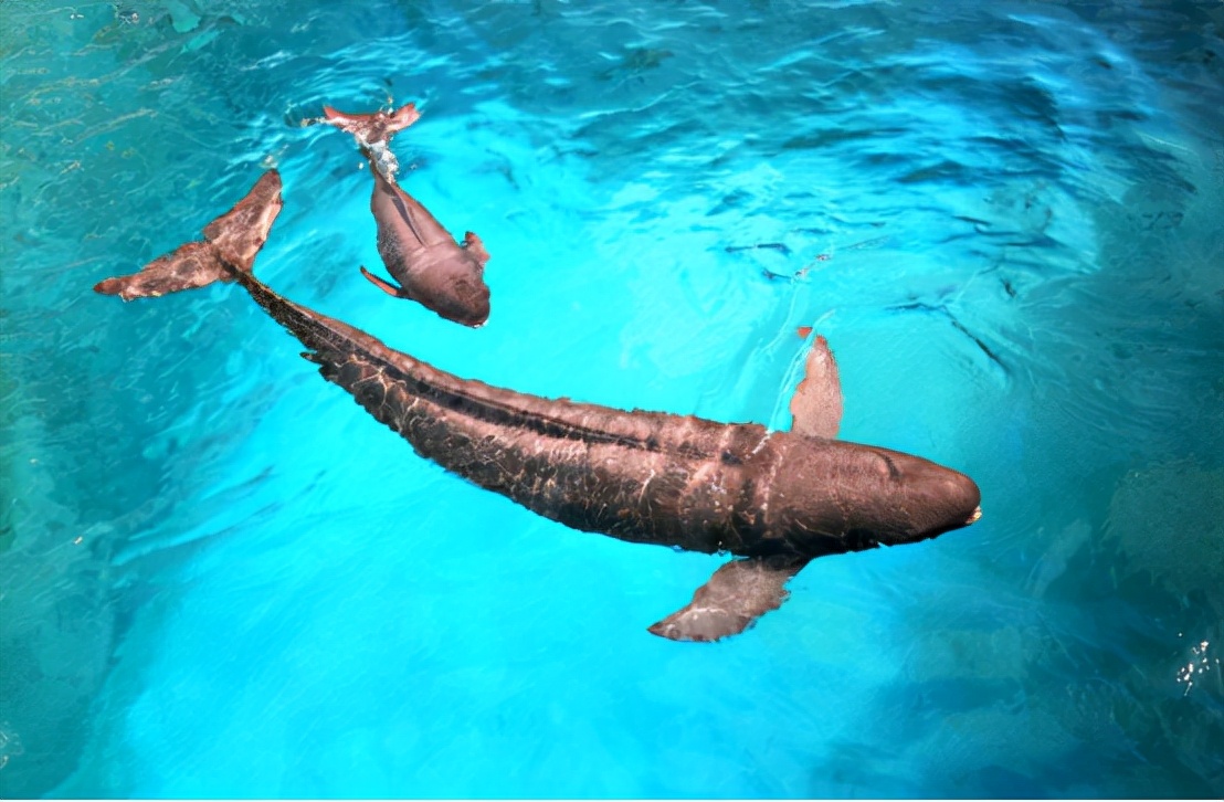 罕见江豚在南京现身,7年前曾在水中哭泣