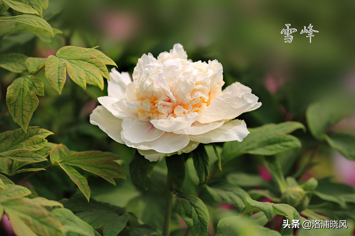 70,雪映桃花(存疑)71,杨贵妃72,姚黄(传说中的花王)73,银粉金鳞(存疑)