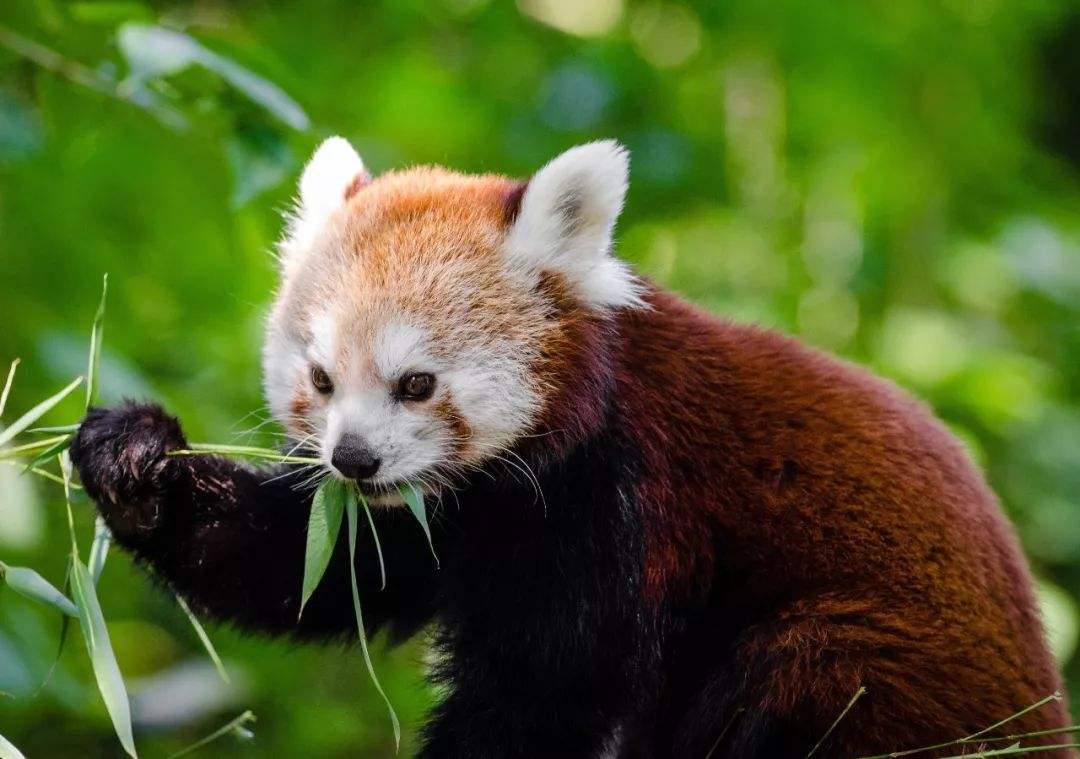 千万不要吓唬小熊猫，否则它会举手投降