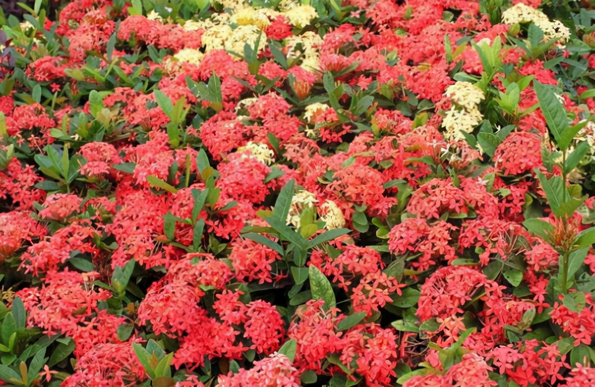 5种开红色花朵的植物,家里养一盆,好看又吉利