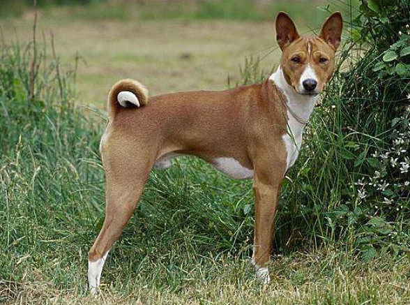 巴仙吉犬,巴仙吉犬的優(yōu)點和缺點