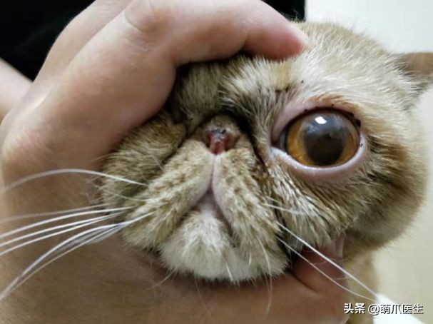 猫咪眼部分泌物不容忽视！预防眼部疾病，清洁和健康饮食很重要