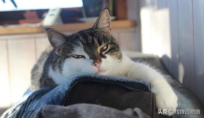 震惊！比猫传腹更可怕的是：误诊猫传腹