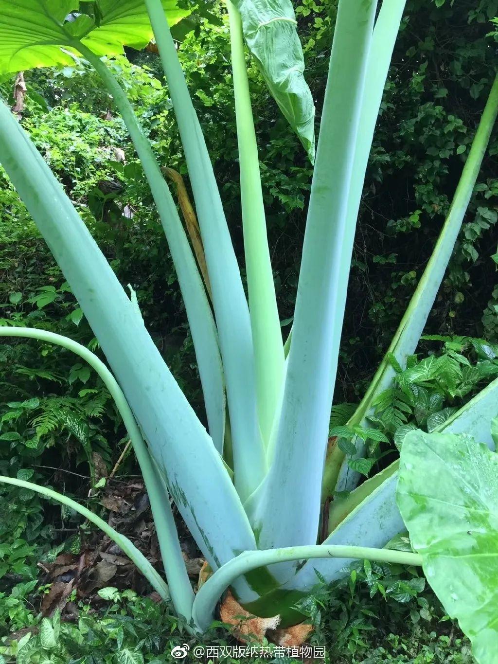 象耳芋是什么（盘点自然界里超大观的叶植物）