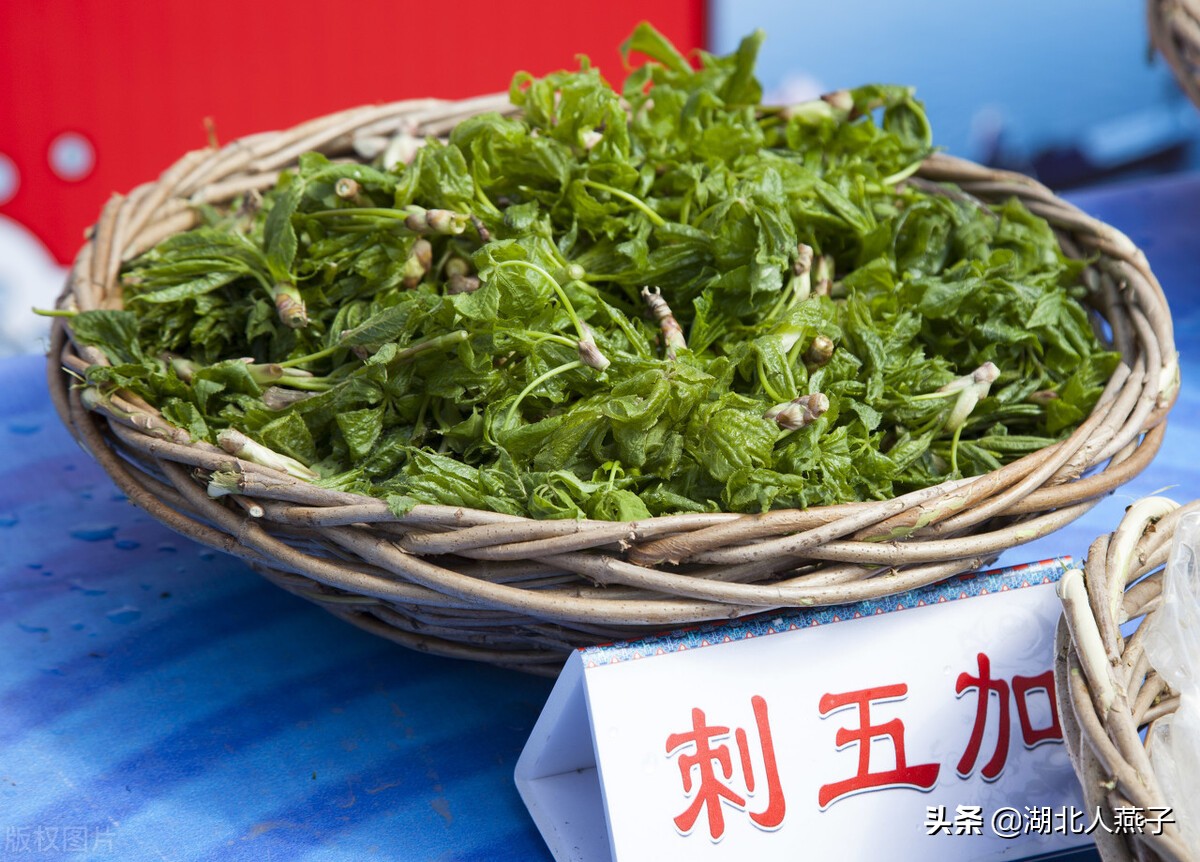 农村能吃的野菜100种大全(教你认识100种野菜和吃法)