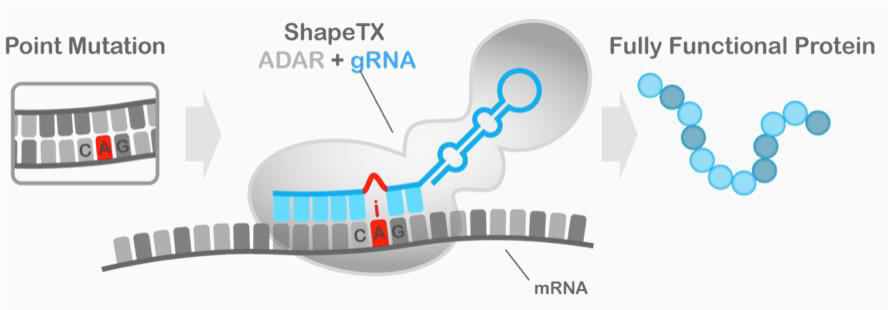 在RNA水平上修复基因，RNA编辑公司Shape获1.12亿美元融资