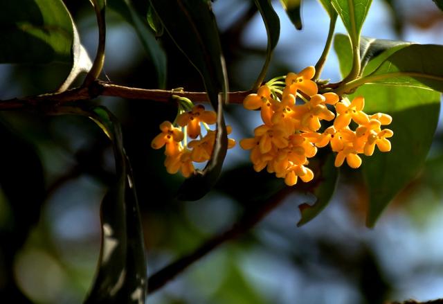 成语“吹毛求疵”，“吹”是什么意思？（吹毛求疵什么意思）