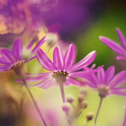 11首现代诗歌，静静的去聆听吧