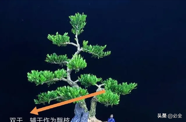 黄杨盆景图片大全欣赏(木中君子黄杨盆景鉴赏)