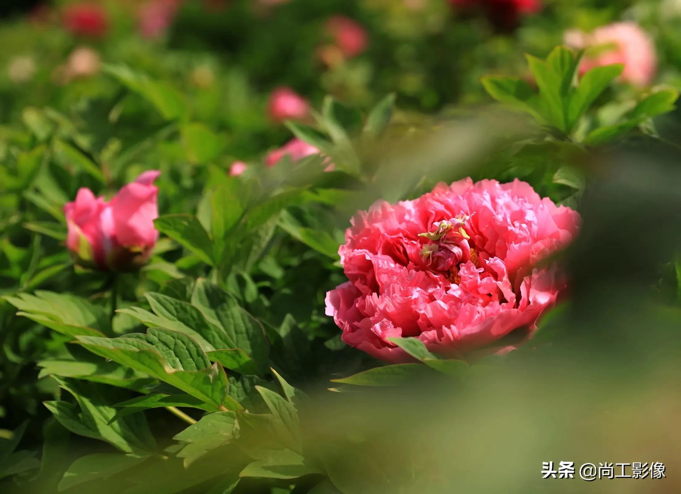 惟有牡丹真国色，花开时节惹人醉