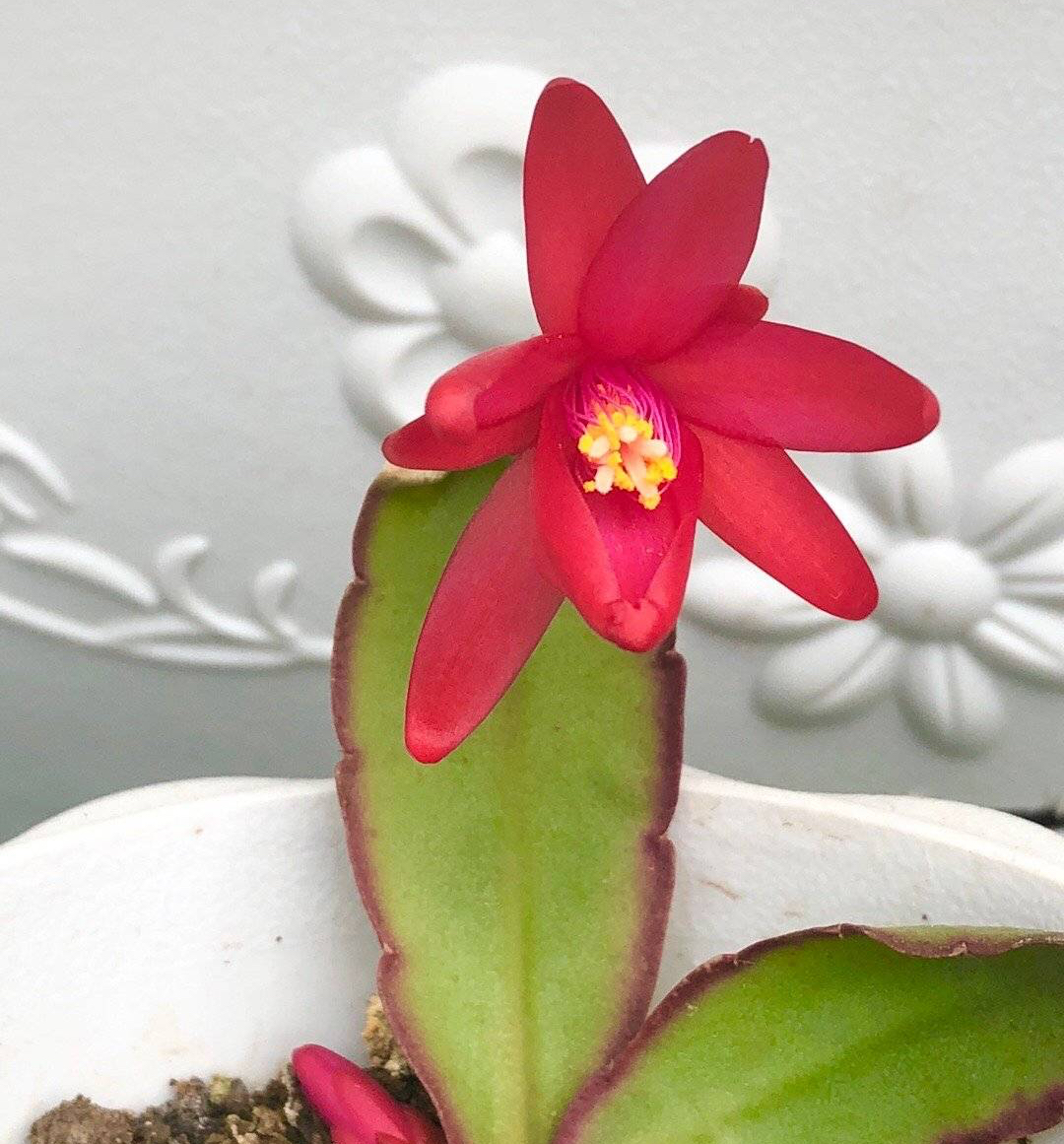 秋季假昙花怎么养比较好记得收藏