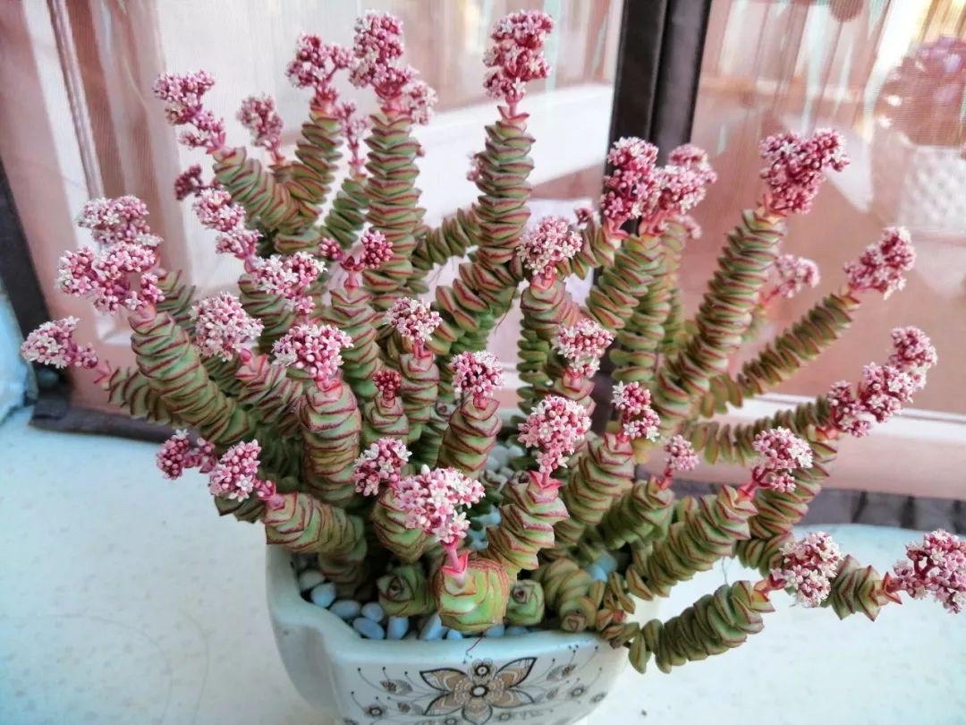 关于多肉植物养殖的美文(多肉植物钱串子的养殖方法 _晶羽文学网