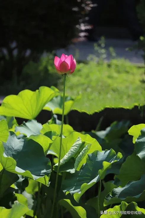 心如荷花天地宽，人生一笑岁月长；医海无涯必励钻，博采勤收受益