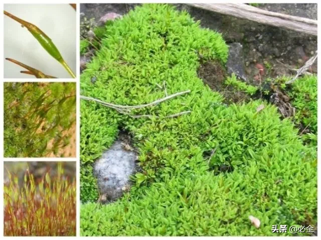 苔藓类植物有哪些（园林景观中常见的6种苔藓植物）