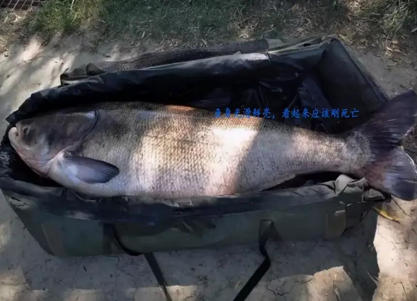 花鰱魚,花鰱魚怎么做好吃