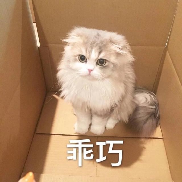 甜甜的猫咪表情包要亲亲