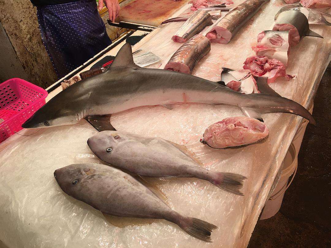 魚翅是什么,魚翅是什么魚的哪個部位