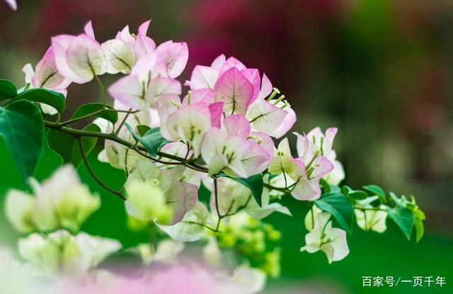 20种最适合春天种的花，好看、好闻、好养---总有一款适合你