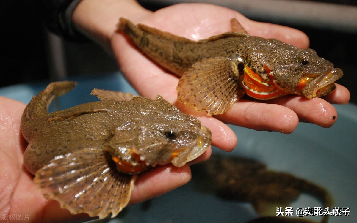 上海特色菜（上海最出名的15道名菜介绍）