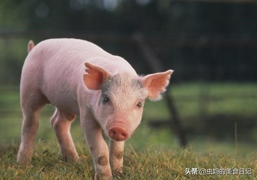 农村人拿来喂狗(农村人拿来喂狗的图片)