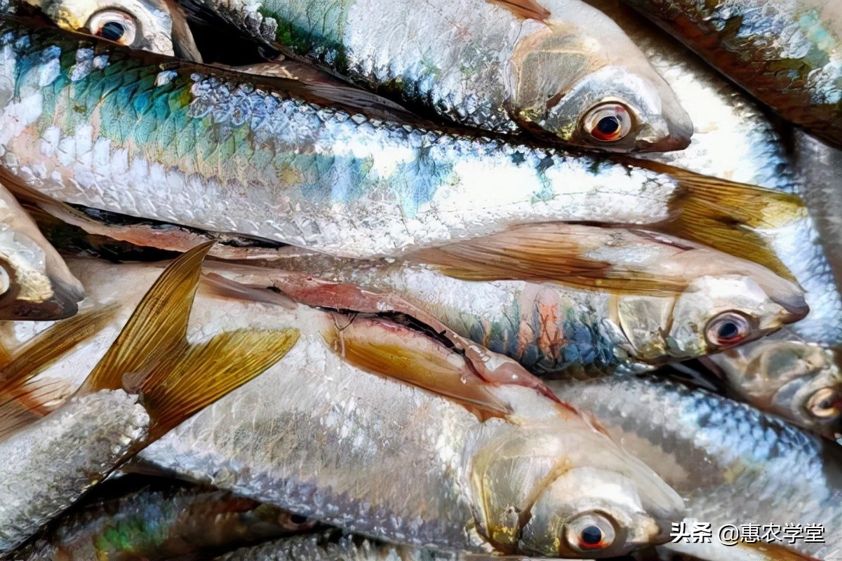 这种鱼外形独特，嘴巴像马口，但肉味鲜美，如今40元一斤很抢手