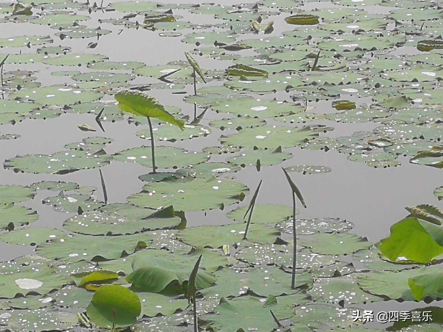 说到夏花，首先想到的便是清香四溢的莲花