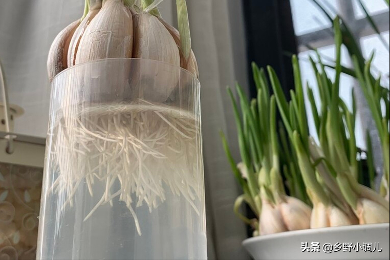 水培大蒜要剥皮吗（简单5步绿油油的蒜苗端上桌）