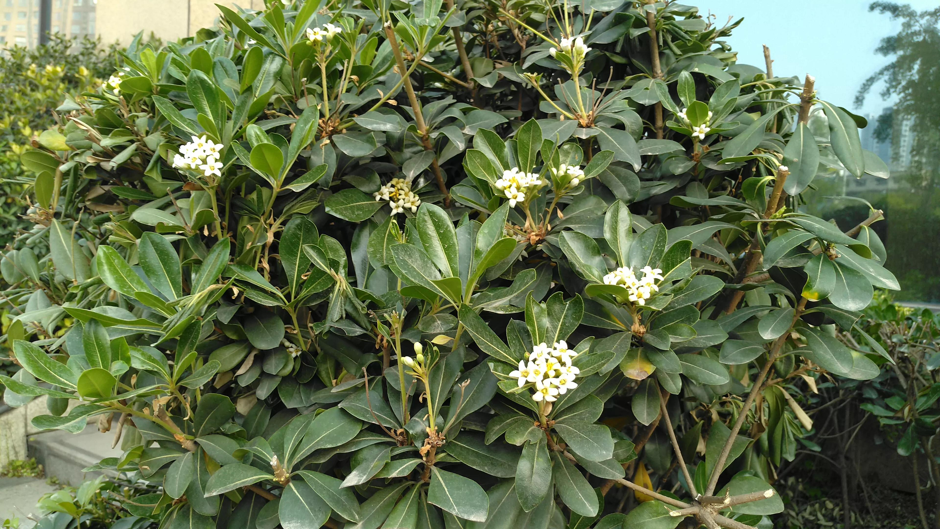 小巧海桐花,浓香令人夸