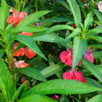 凤仙花的资料（分享凤仙花的3个养殖技巧）