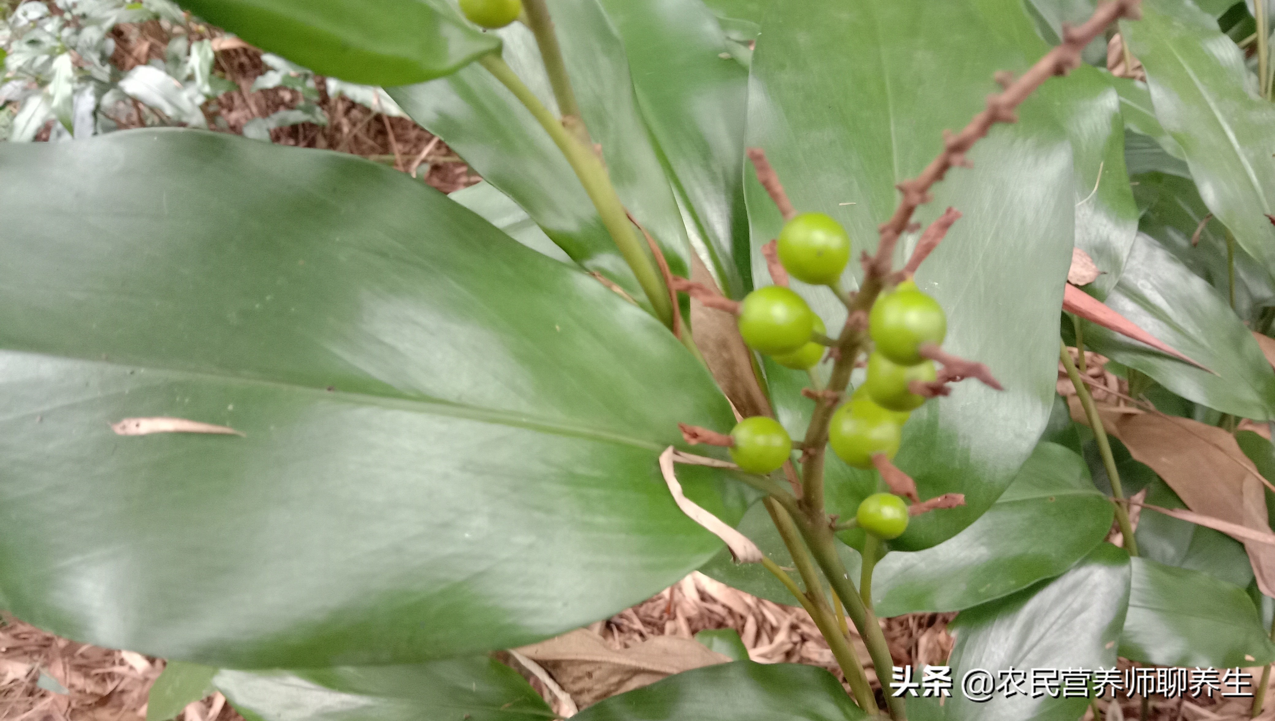 山姜的功效与作用(各位注意农村野山姜煮水好处多)